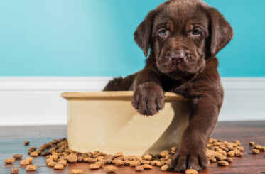 UPS66CWOGRDYPNHN27TA5ESREM UPS66CWOGRDYPNHN27TA5ESREM