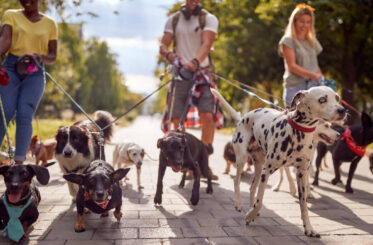 go-out-with-pet go-out-with-pet