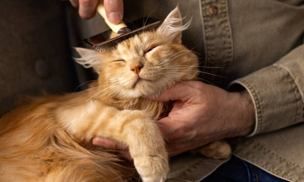 elderly-person-with-pet-cat-min