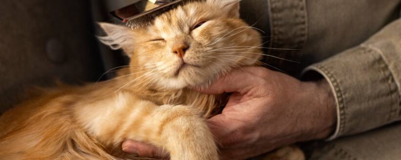 elderly-person-with-pet-cat-min