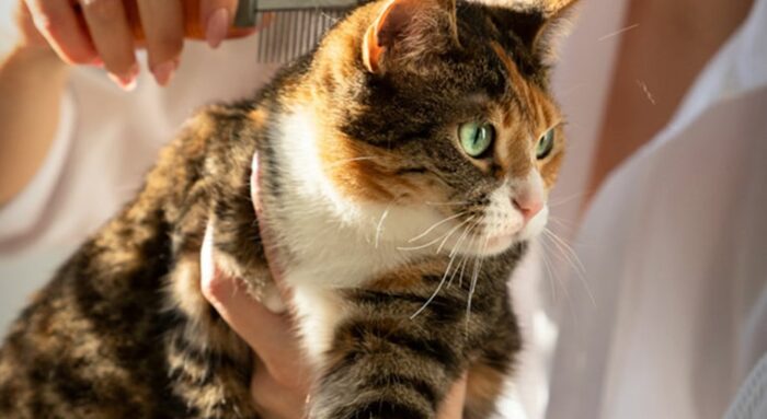 img-postgrid4 img-postgrid4